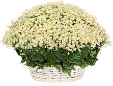 Цветочная композиция из Ромашки в корзине #REPLACE_PRED# Поселок дома отдыха Озера